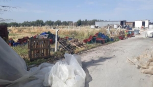 Zeytin hırsızlığına 5 tutuklama