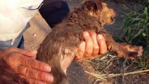 Kanalete düşen yavru köpeği kurtardı