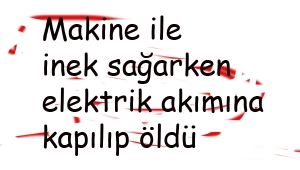 Makine ile inek sağarken elektrik akımına kapılıp öldü