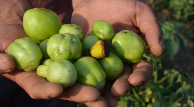 'Solgunluk', Akhisar'daki domatesi vurdu