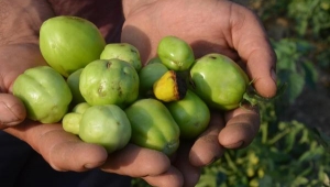 'Solgunluk', Akhisar'daki domatesi vurdu