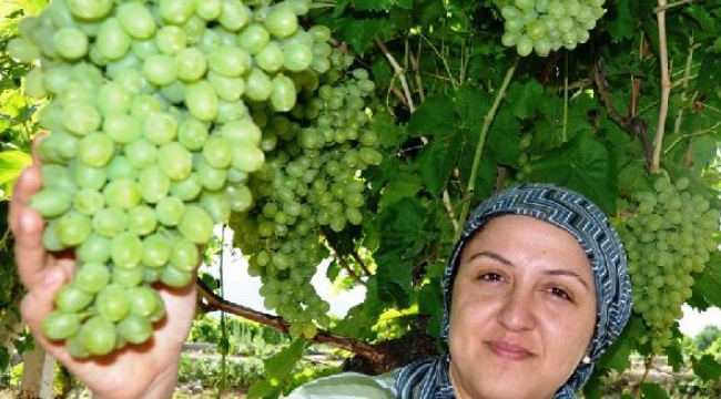 Üzüm bağları örtü altına erken alındı