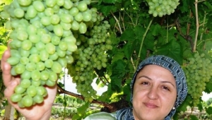 Üzüm bağları örtü altına erken alındı