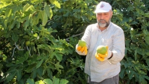Yediveren incirinde ilk hasat sevinci