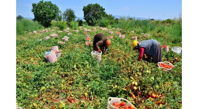 Domatesi virüs vurdu, fiyatlar yükseldi