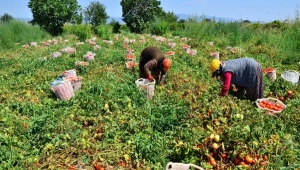 Domatesi virüs vurdu, fiyatlar yükseldi