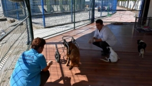 Felçli sokak hayvanlarını yeniden özgürlüğe kavuşturuyorlar