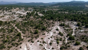 Fosil ağaç ormanı, yok olma tehlikesiyle karşı karşıya