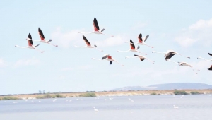 İzmir Kuş Cennetinin kıymetini bilelim…