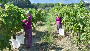 Kendisi üzüm, ama tadı çilek