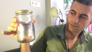 Sarıömer Böceği  Manisa'nın Turgutlu İlçesinde görüldü VİDEO