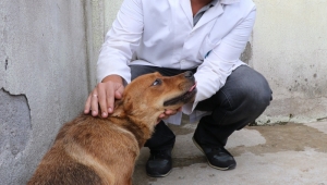 Şiddet Gören Dostlarımız Emin Ellerde