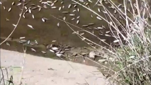 Sulama kanalındaki balıklar öldü