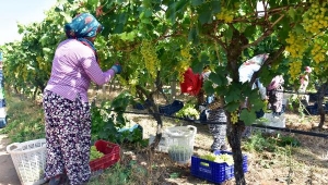 Sultaniye üzümde hasat ve ihracat sevinci