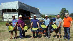 'Türkiye'nin üzüm ambarı' Alaşehir'de hasat zamanı