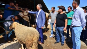 1100 kiloluk 'Kral'ı alana, 130 kiloluk koyun hediye