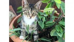 DEMİR DİREĞE SIKIŞAN KEDİYİ İTFAİYE KURTARDI