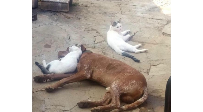 Dia ve Boncuk'un 'dostluğu'