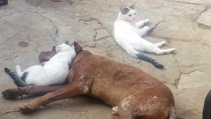 Dia ve Boncuk'un 'dostluğu'