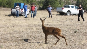 Doğada bitkin bulunan karaca tedavi edildi
