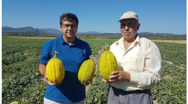 Kırkağaç'ta tescilli kavunun hasadına başlandı