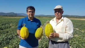 Kırkağaç'ta tescilli kavunun hasadına başlandı