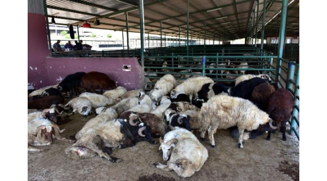 Kurbanlık satıcıları dar zamandan ve padok fiyatlarından yakındı