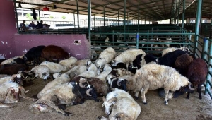 Kurbanlık satıcıları dar zamandan ve padok fiyatlarından yakındı