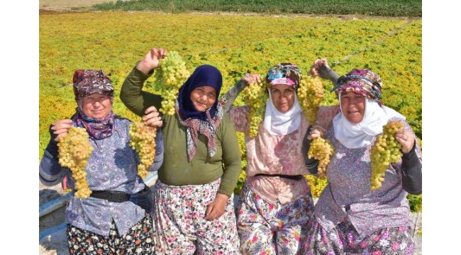 Kuru üzüm üreticisi kilosuna 9 TL fiyat istiyor