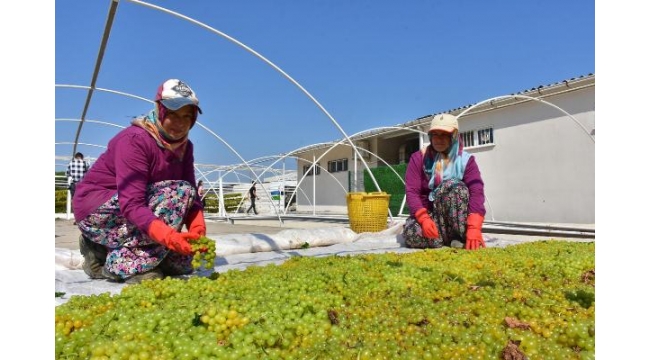 Kurutmalık sultaniye çekirdeksiz üzümde hasat başladı