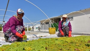 Kurutmalık sultaniye çekirdeksiz üzümde hasat başladı