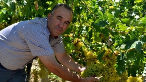 Manisa'nın kuru üzümü Çin'e ihraç edilecek