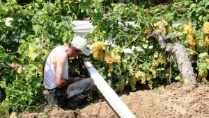 Sarıgöl'de sağanak ve dolu, bağlara zarar verdi