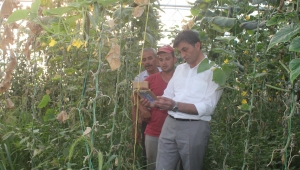  Sarıgöl Dindarlı’daki Seralara İnceleme