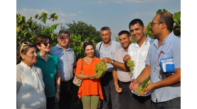 Sultani Çekirdeksiz üzüm, “Şaşırtma Tekniği” ile güvelerden korunacak