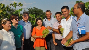 Sultani Çekirdeksiz üzüm, “Şaşırtma Tekniği” ile güvelerden korunacak