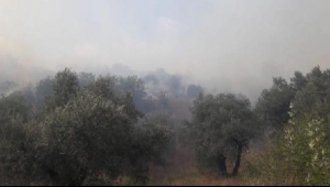Turgutlu'da otluk ve zeytinlik alanda yangın