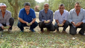 Zeytin arazisini dolu vurdu