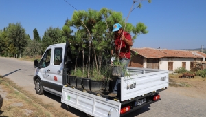 Kırsal Mahalleler Dikilen Ağaçlar ile Daha da Yeşilleniyor