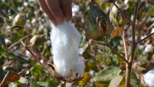 Manisa'da pamuk hasadı başladı
