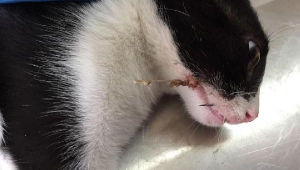 Sokak kedisinin ağzına batan olta iğnesi operasyonla çıkarıldı