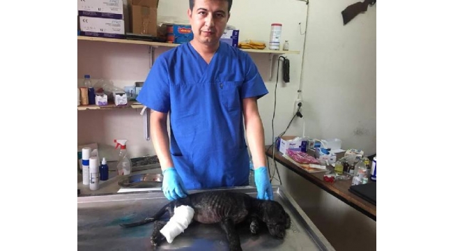 Bacağı kopan yavru köpeğe belediye sahip çıktı