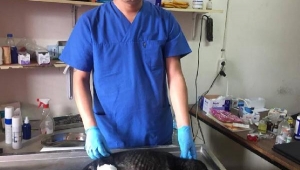 Bacağı kopan yavru köpeğe belediye sahip çıktı