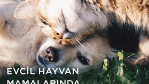 Evcil Hayvan Mamalarında % 50 indirim 