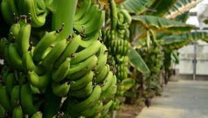 Jeotermal Serada Muz Üretimi Yüz Güldürdü