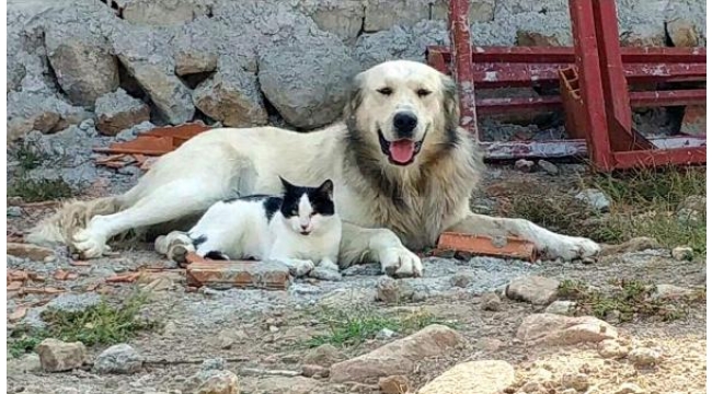 Kedi ve köpeğin dostluğu yürekleri ısıttı