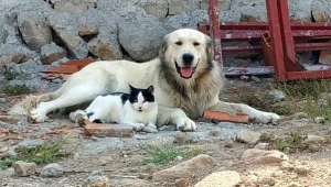 Kedi ve köpeğin dostluğu yürekleri ısıttı