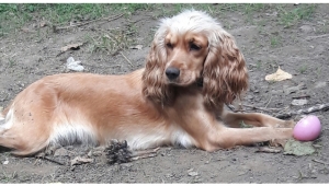 Kukır cinsi Tarçın köpeği bulan kişi ödüllendirilecek