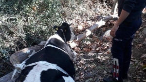 Dereye düşen gebe ineği itfaiye kurtardı