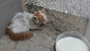 Havalandırma boşluğuna düşen yavru kediyi itfaiye kurtardı